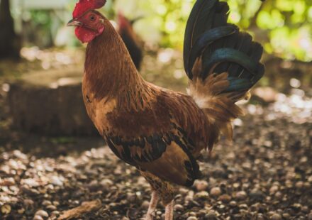 Missouri backyard chickens legal ruling