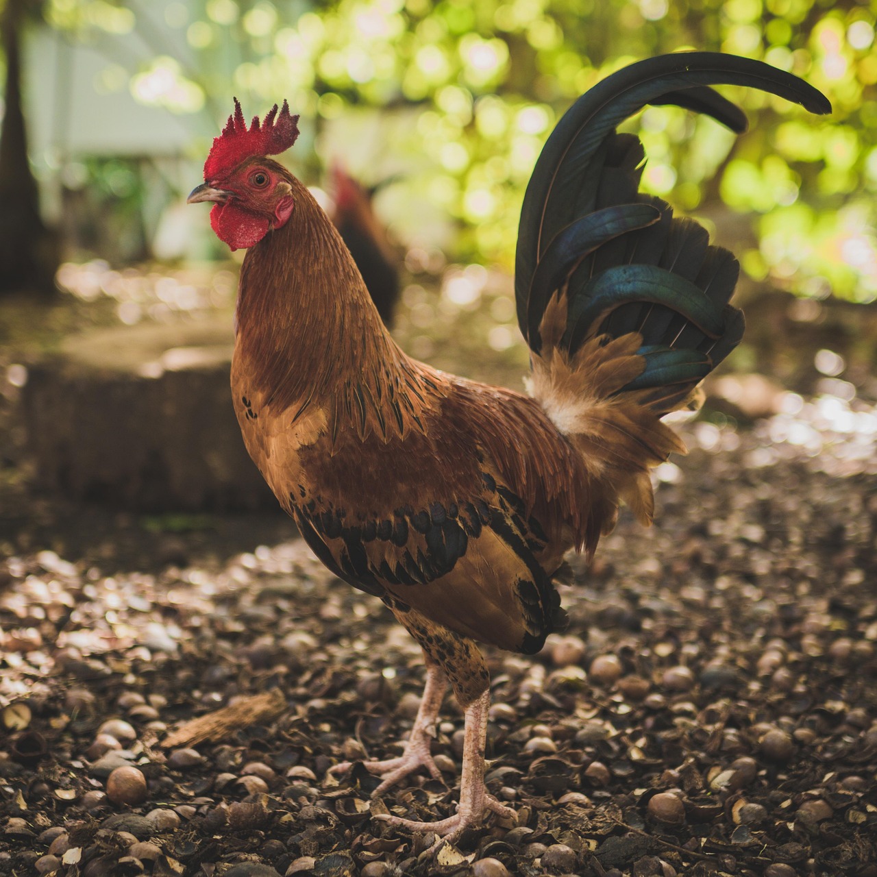 Missouri Chicken Ownership Law Overturned: What You
