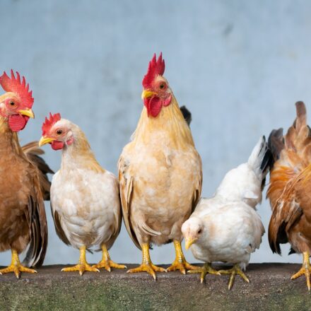 missouri backyard chickens