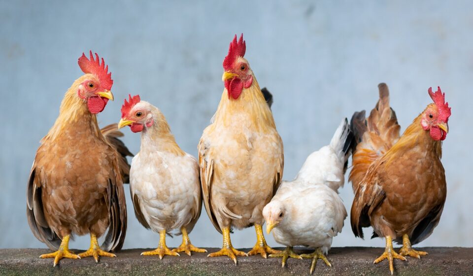 missouri backyard chickens
