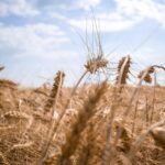 Ukraine ceasefire announcement