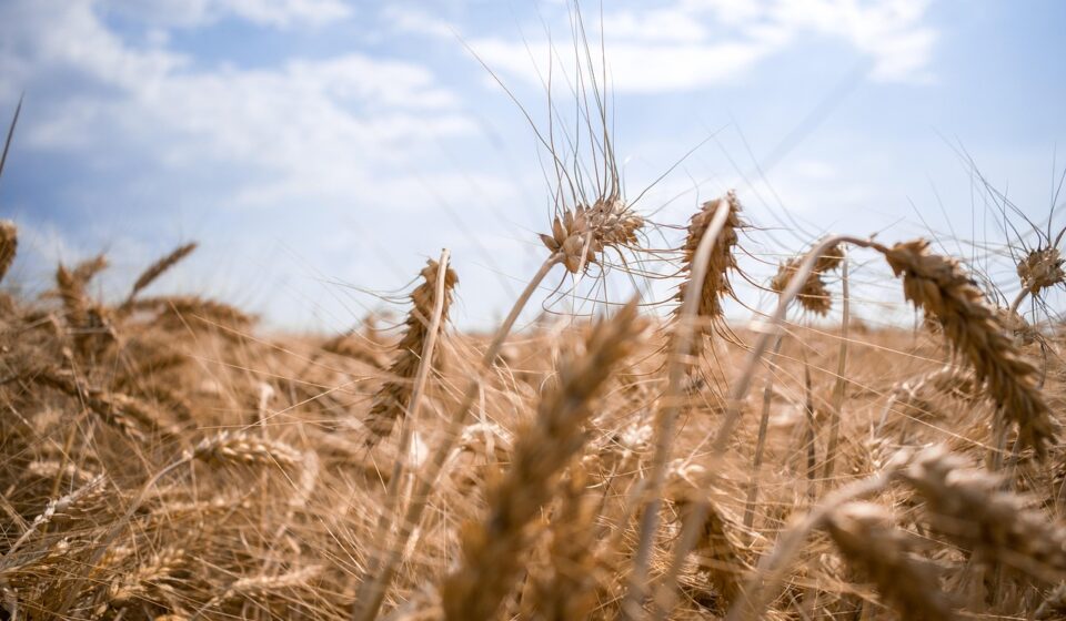 Ukraine ceasefire announcement